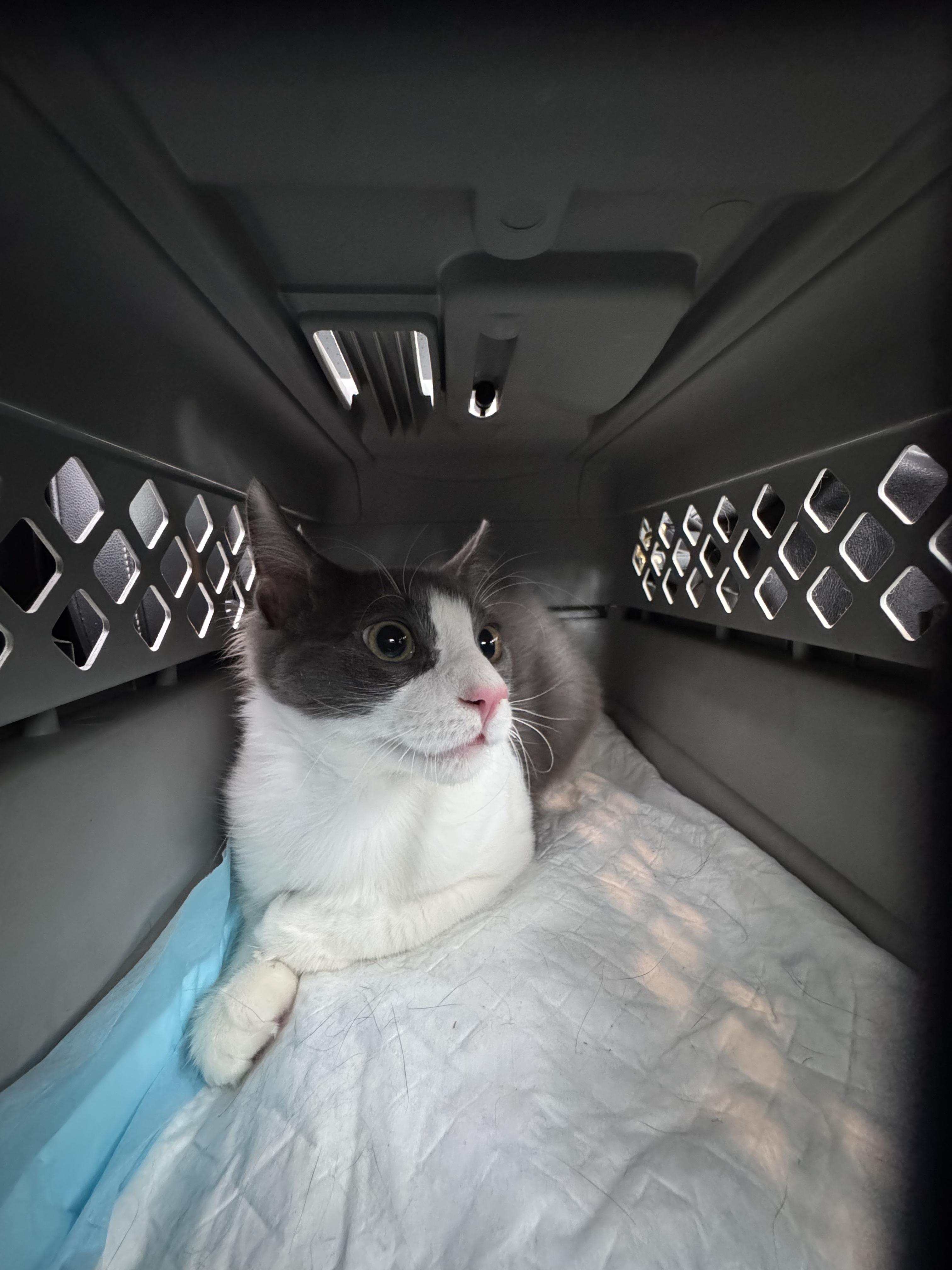 Enlarge Fluffy Bartholomew + Honey, a ADOPTABLE Domestic Long Hair in Brooklyn, NY image 4/4