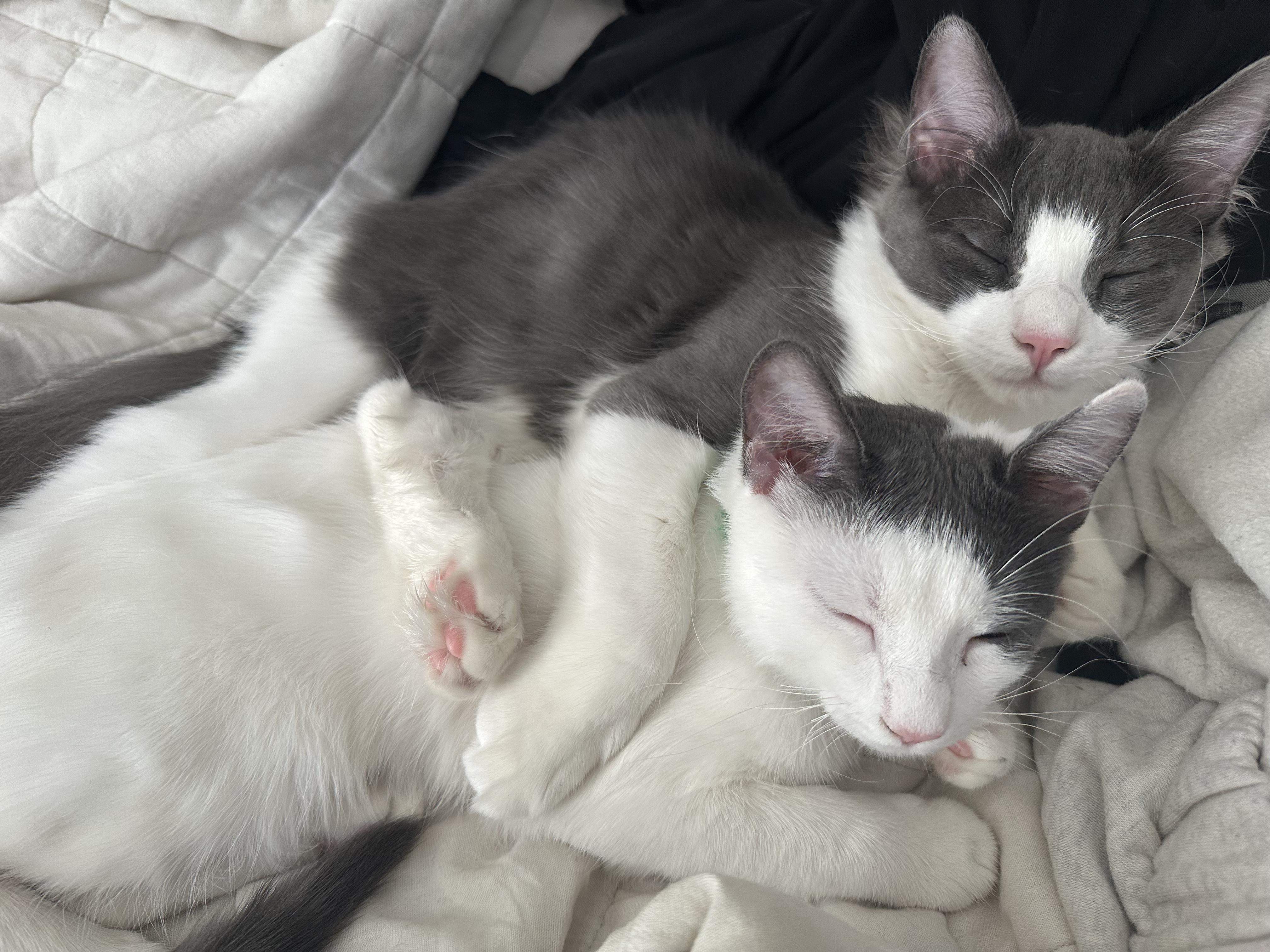 Fluffy Bartholomew + Honey, ADOPTABLE, Kitten Male Domestic Long Hair.