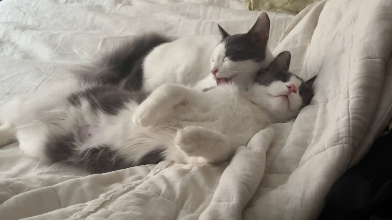 Enlarge Fluffy Bartholomew + Honey, a ADOPTABLE Domestic Long Hair in Brooklyn, NY video 2/4