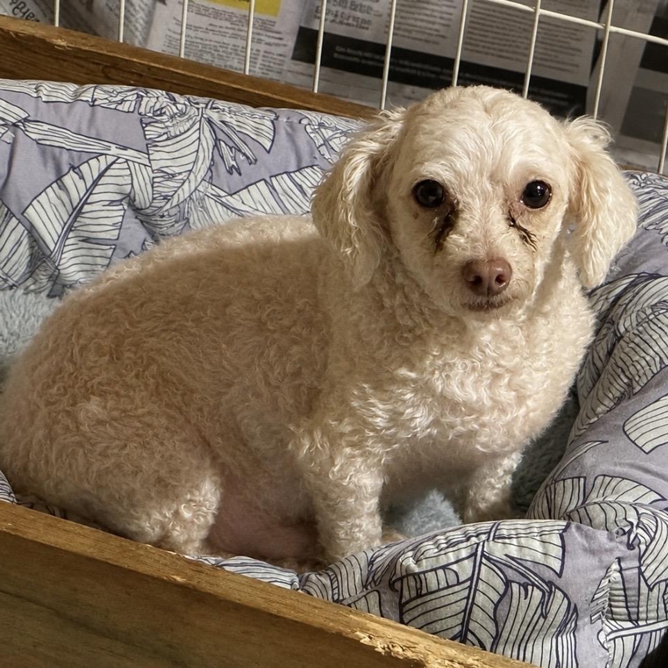 Sheldon, ADOPTABLE, Adult Male Maltipoo.