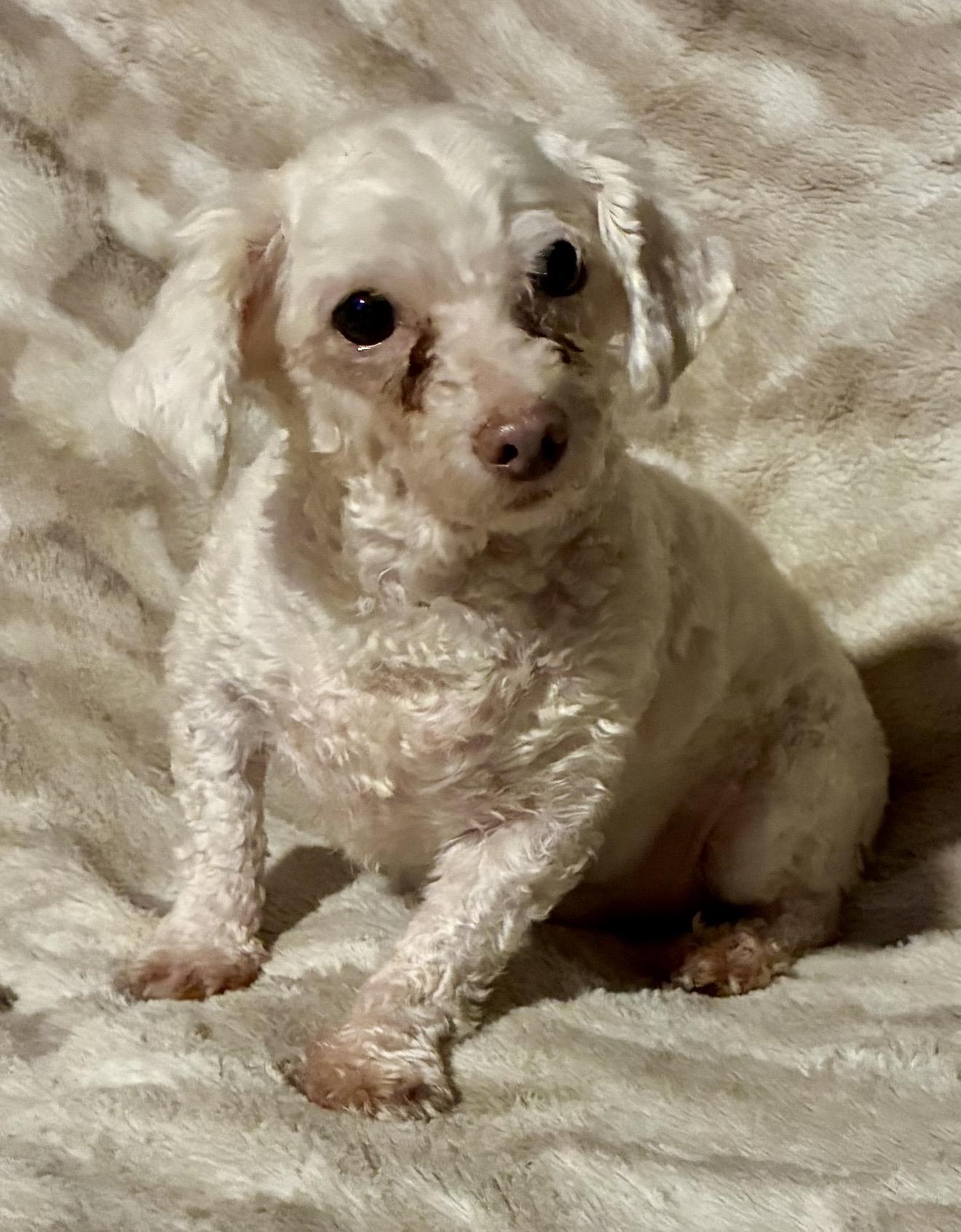 Sheldon, a ADOPTABLE mixed breed in Pelham, NH image 5/6