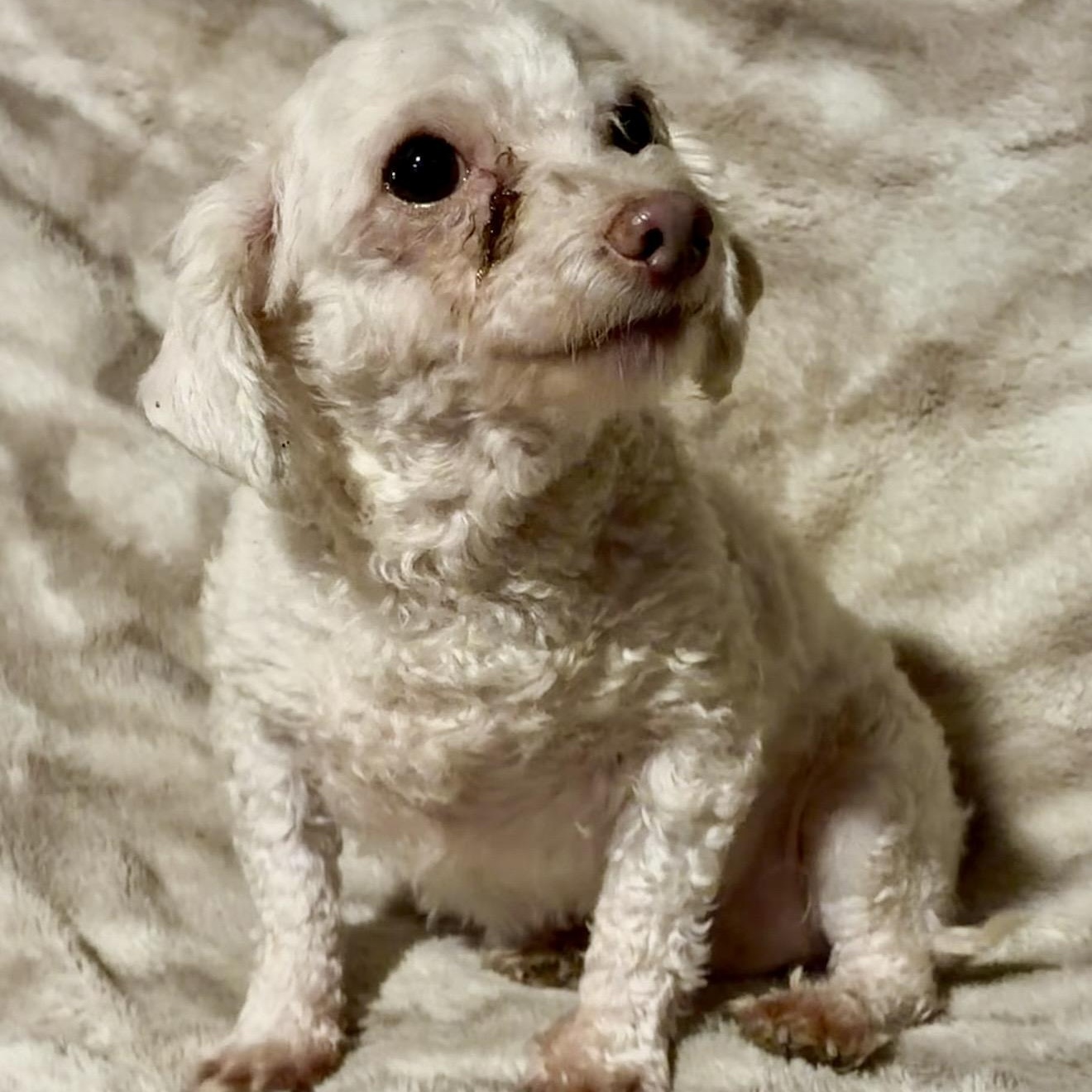 Sheldon, a ADOPTABLE mixed breed in Pelham, NH image 3/6