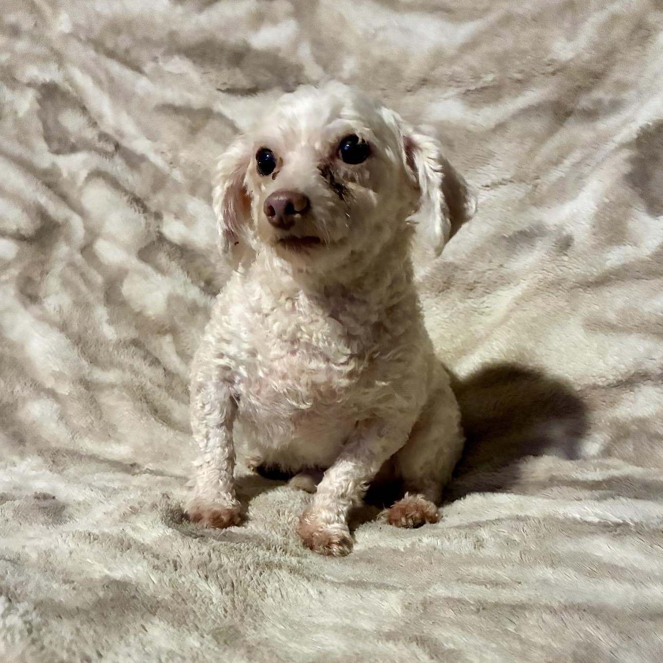 Sheldon, a ADOPTABLE mixed breed in Pelham, NH image 2/6