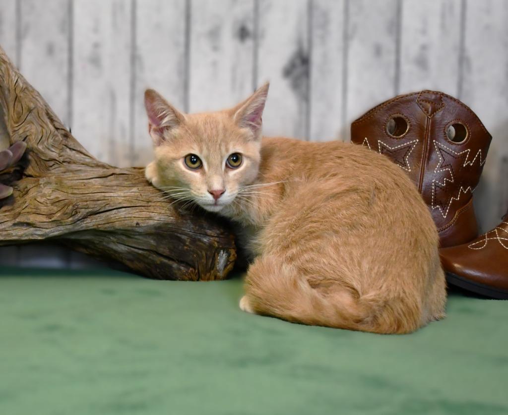 Drew, a Adoptable mixed breed in Roanoke, TX image 1/3