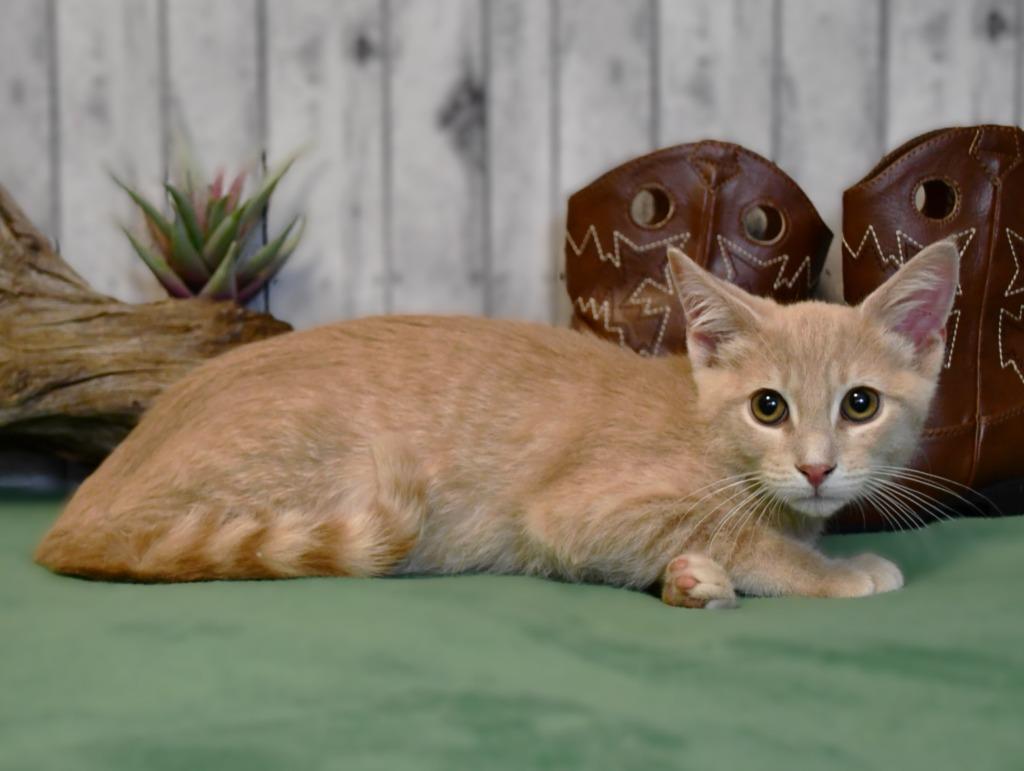 Drew, a Adoptable mixed breed in Roanoke, TX image 2/3