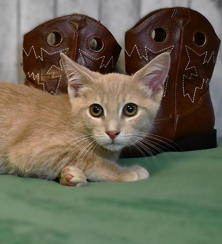 Drew, a Adoptable mixed breed in Roanoke, TX image 3/3