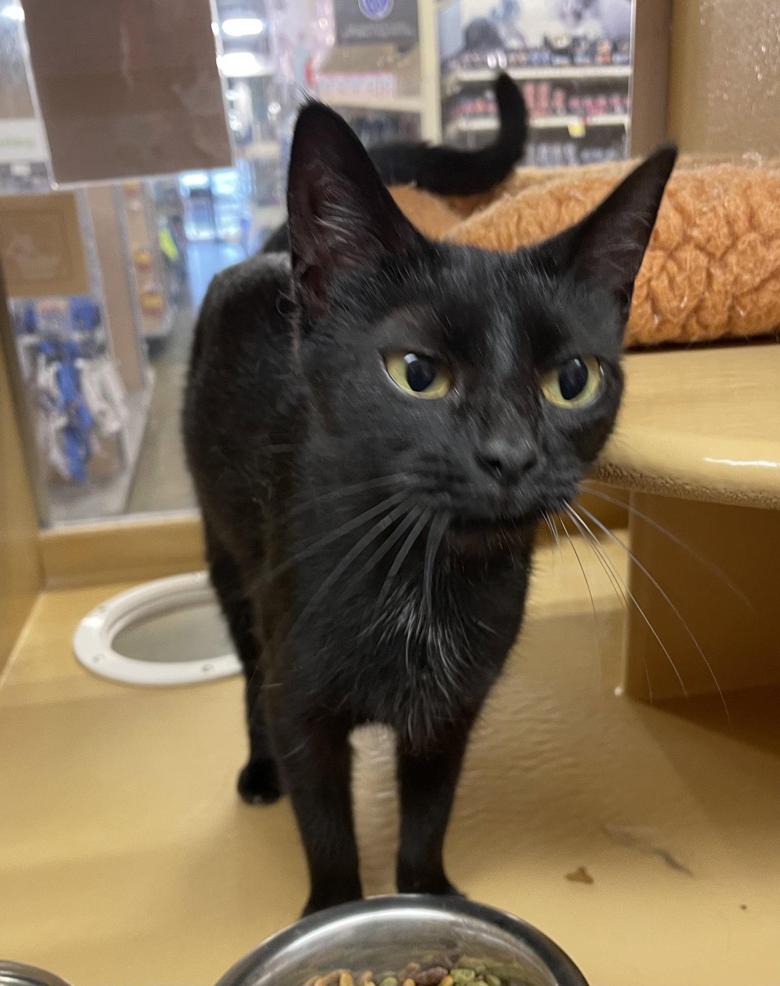 Shayle, Adoptable, Young Female Domestic Short Hair.