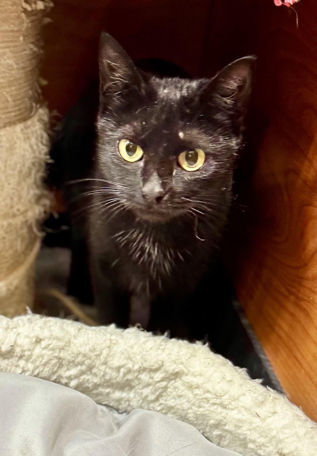 Shayle, Adoptable, Young Female Domestic Short Hair.