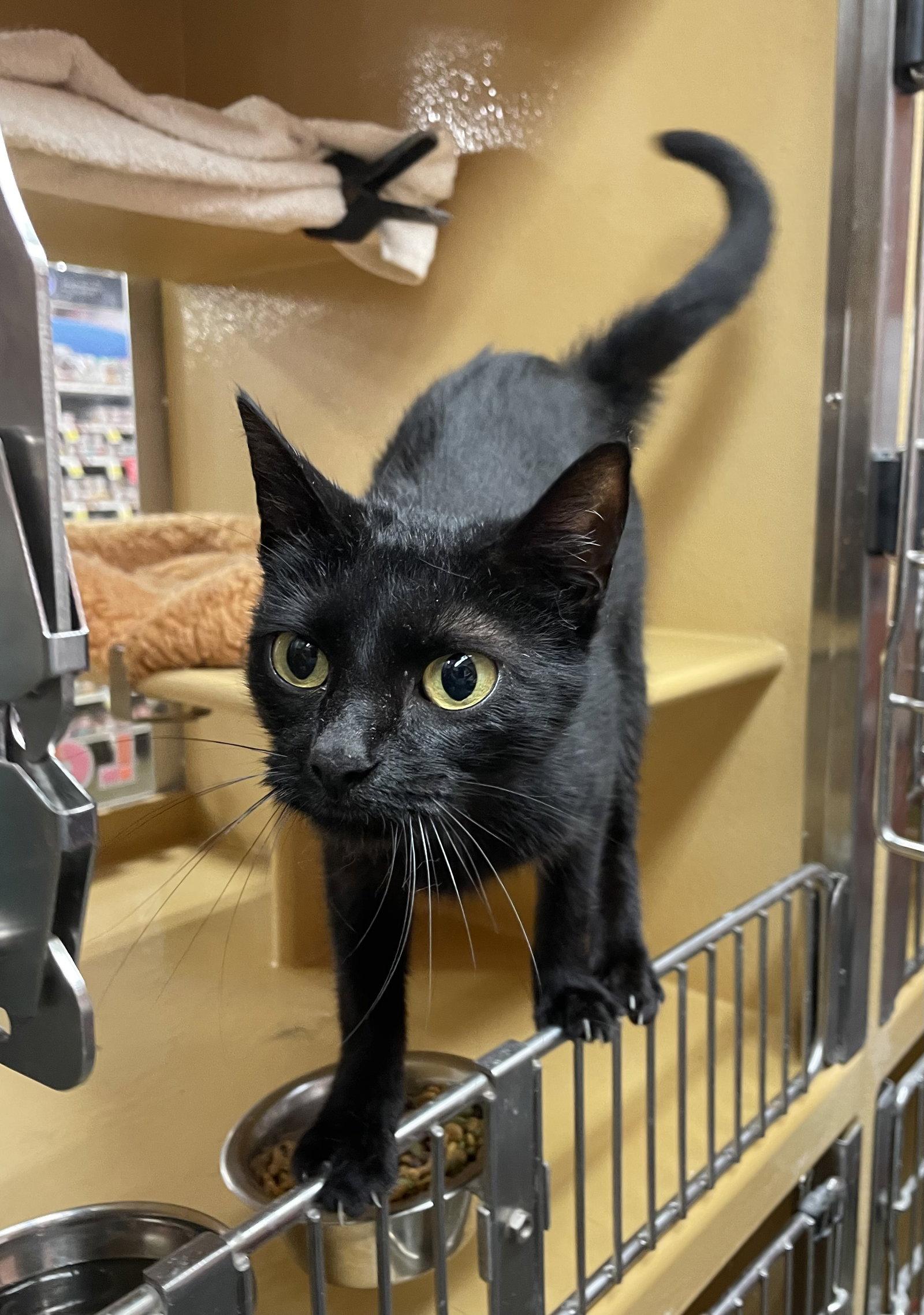 Shayle, a Adoptable Domestic Short Hair in Oxford, MS image 2/3