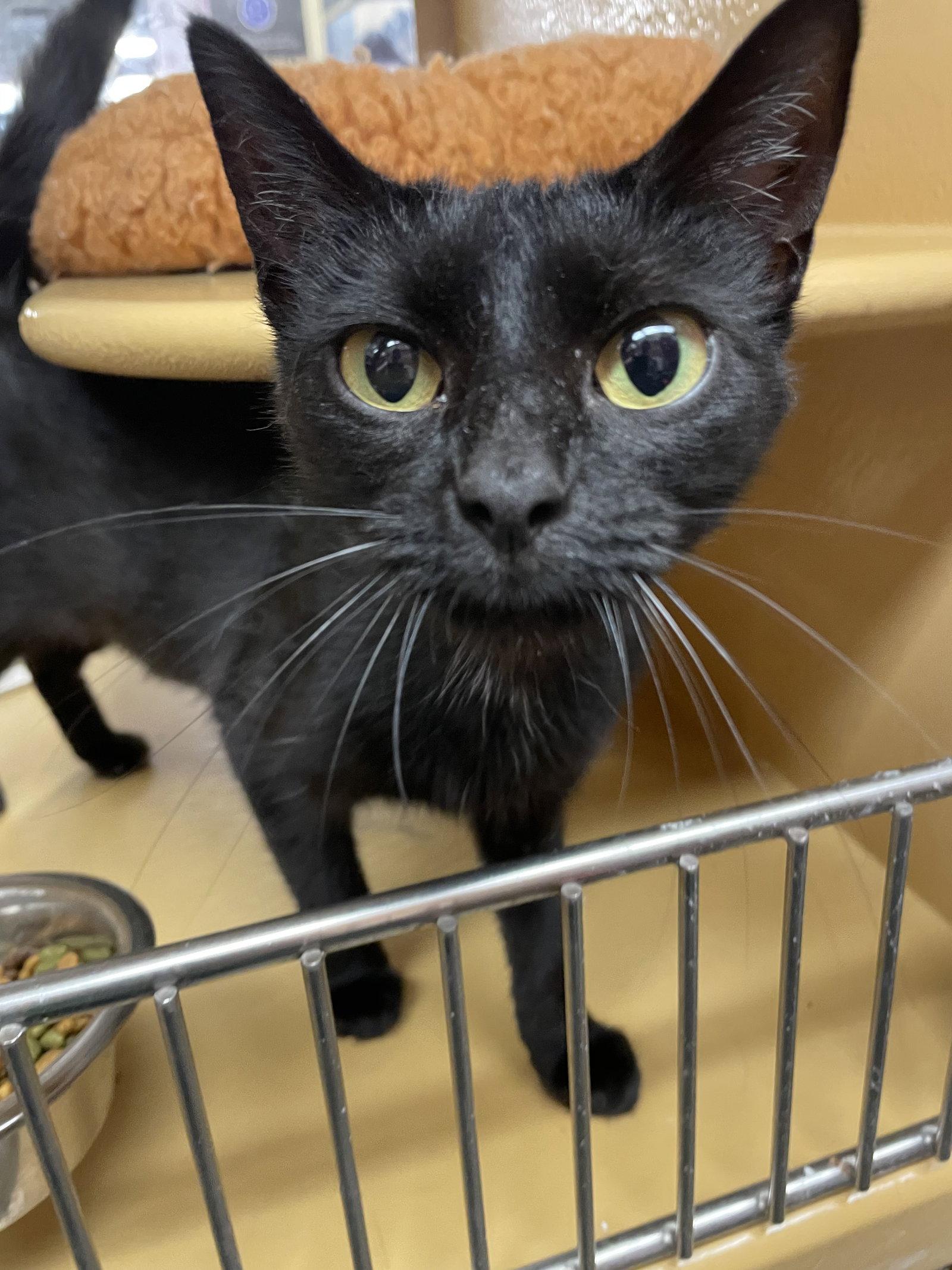 Shayle, a Adoptable Domestic Short Hair in Oxford, MS image 3/3