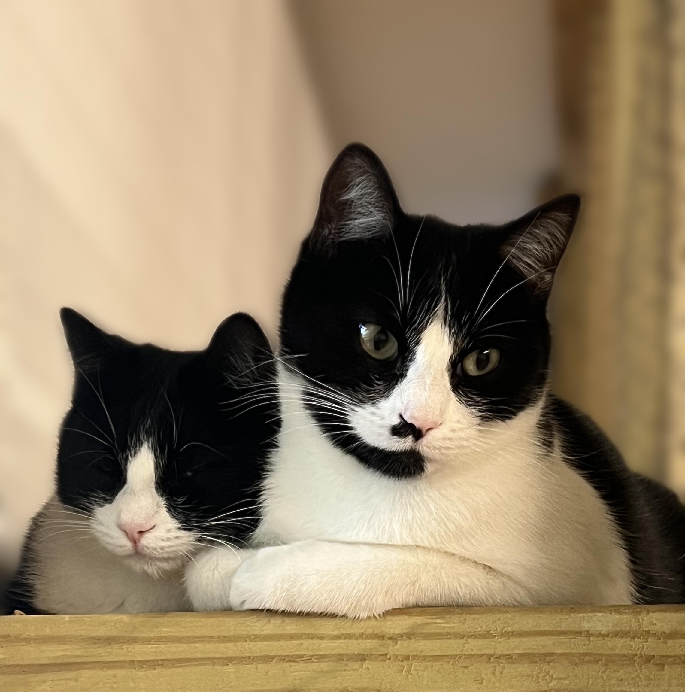 Aster, Adoptable, Young Male Domestic Short Hair.