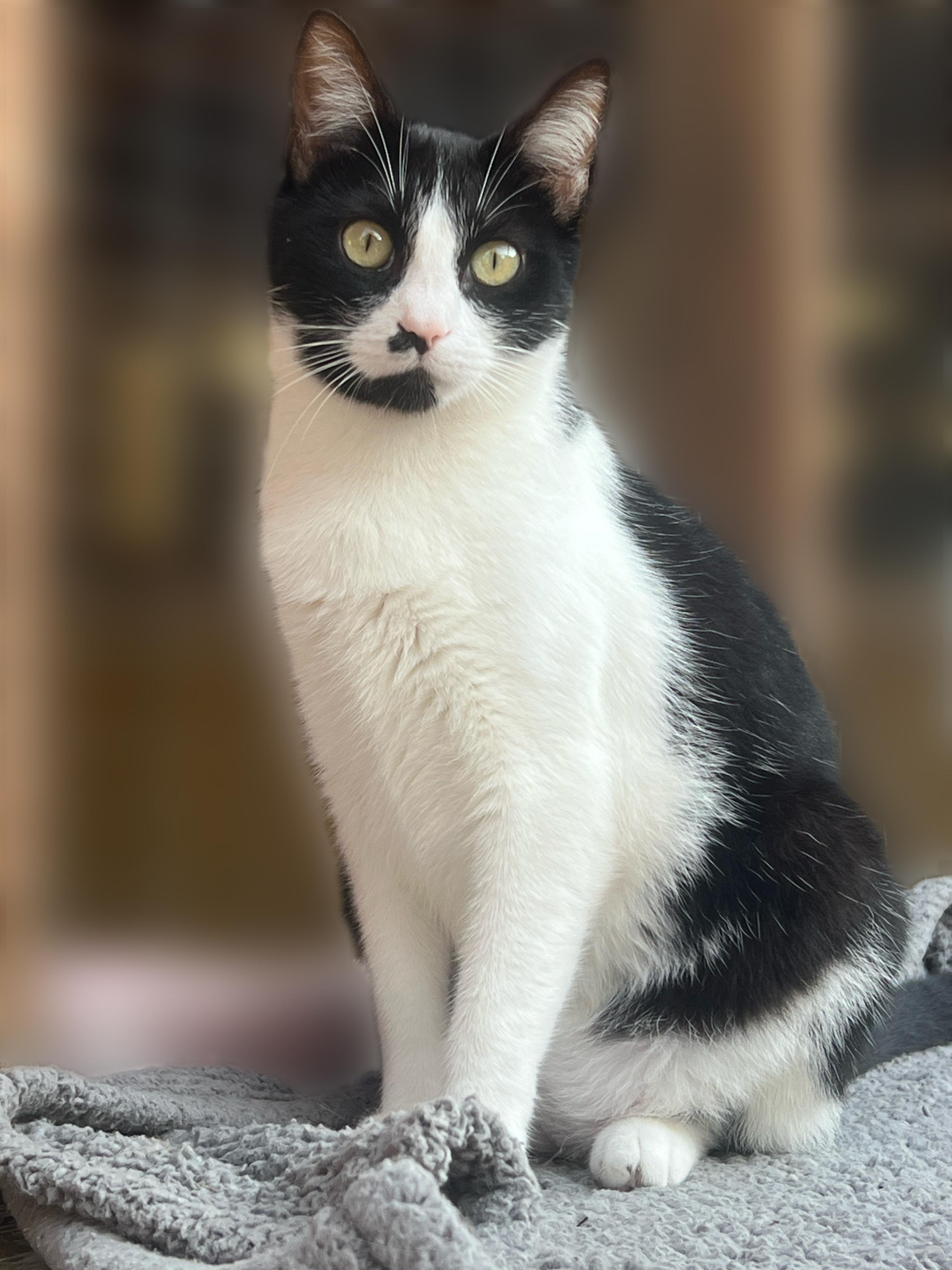 Aster, a Adoptable Domestic Short Hair in Bethesda, MD image 3/3