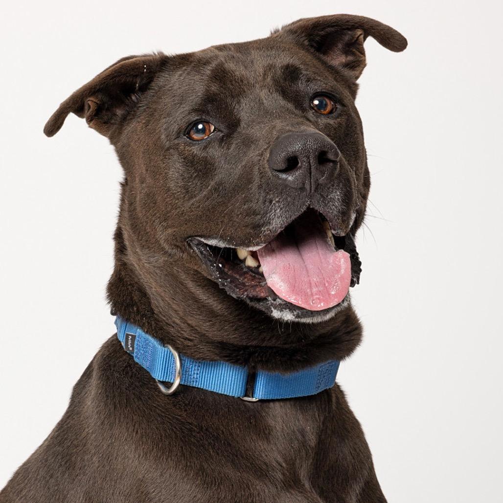 Moon, Adoptable, Adult Male Mixed Breed.