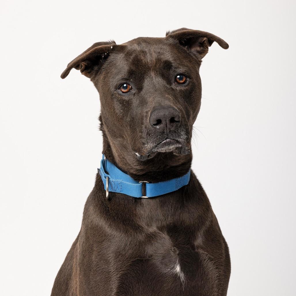 Enlarge Moon, a Adoptable mixed breed in Leander, TX image 2/5