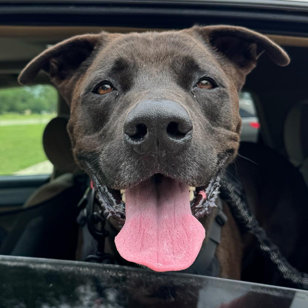 Moon, a Adoptable mixed breed in Leander, TX image 3/6