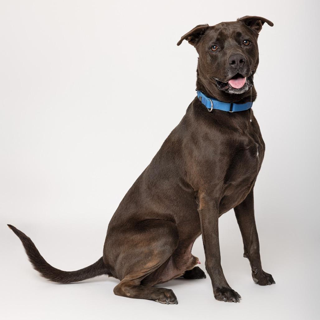 Enlarge Moon, a Adoptable mixed breed in Leander, TX image 3/5