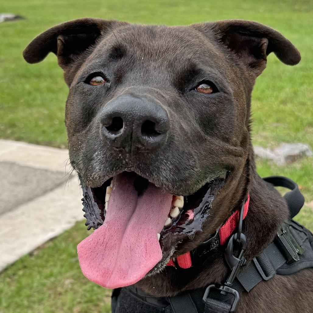 Moon, a Adoptable mixed breed in Leander, TX image 5/6