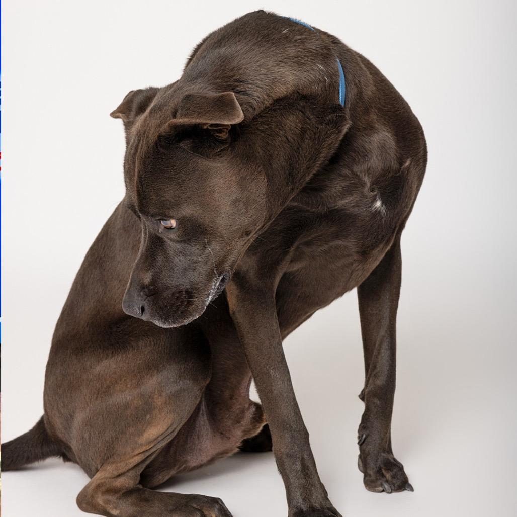 Enlarge Moon, a Adoptable mixed breed in Leander, TX image 4/5