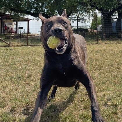 Enlarge Moon, a Adoptable mixed breed in Leander, TX image 1/1
