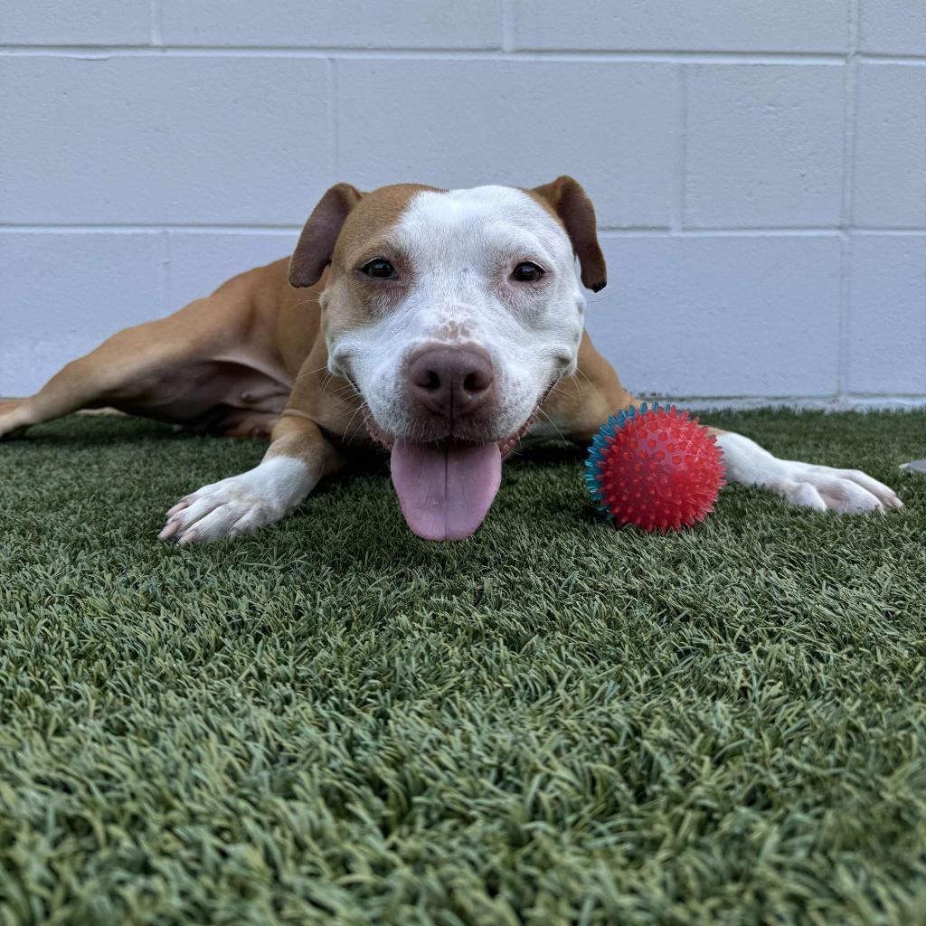 Butters aka Lucy, Adoptable, Adult Female Pit Bull Terrier.