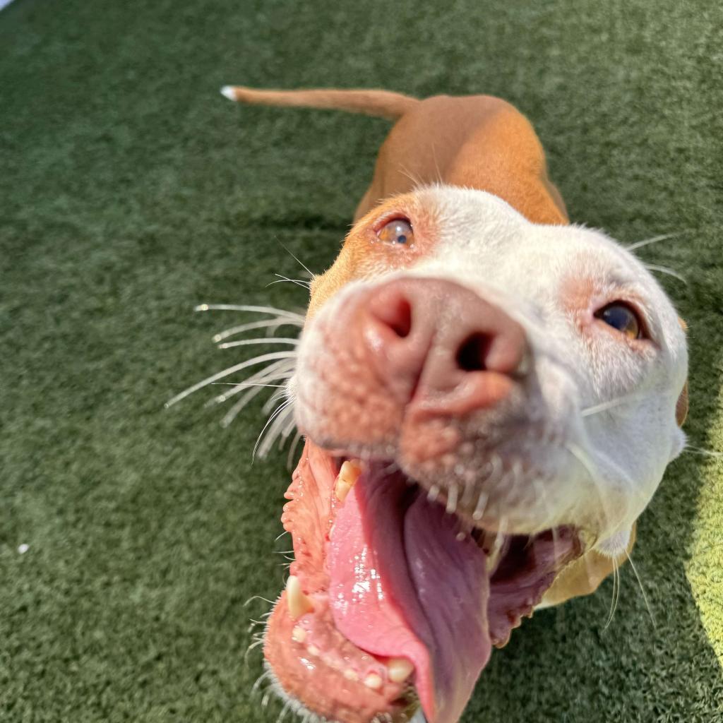 Butters aka Lucy, a Adoptable Pit Bull Terrier in Jacksonville, FL image 2/6