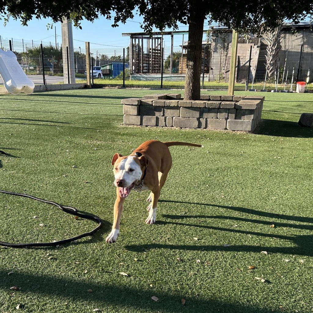 Butters aka Lucy, a Adoptable Pit Bull Terrier in Jacksonville, FL image 3/6