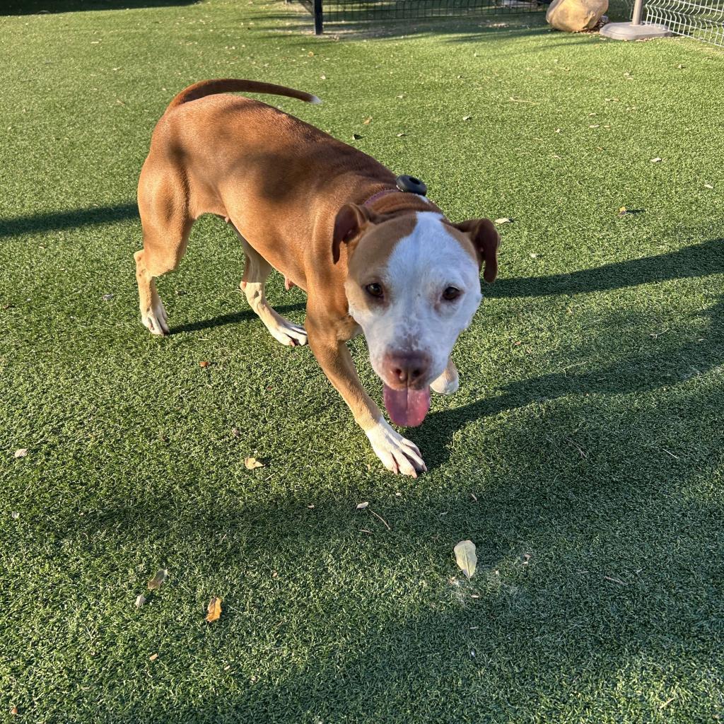 Butters aka Lucy, a Adoptable Pit Bull Terrier in Jacksonville, FL image 4/6