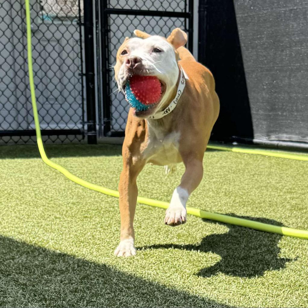 Butters aka Lucy, a Adoptable Pit Bull Terrier in Jacksonville, FL image 5/6