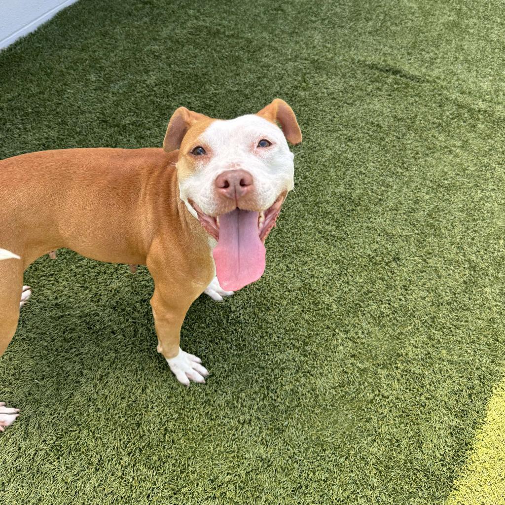 Butters aka Lucy, a Adoptable Pit Bull Terrier in Jacksonville, FL image 6/6