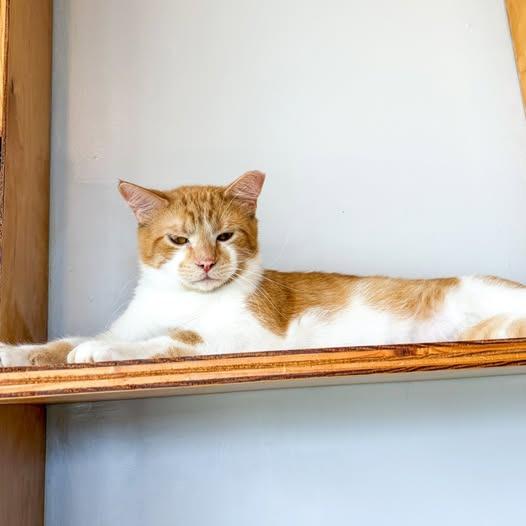 Teddy, Adoptable, Young Male Domestic Short Hair.
