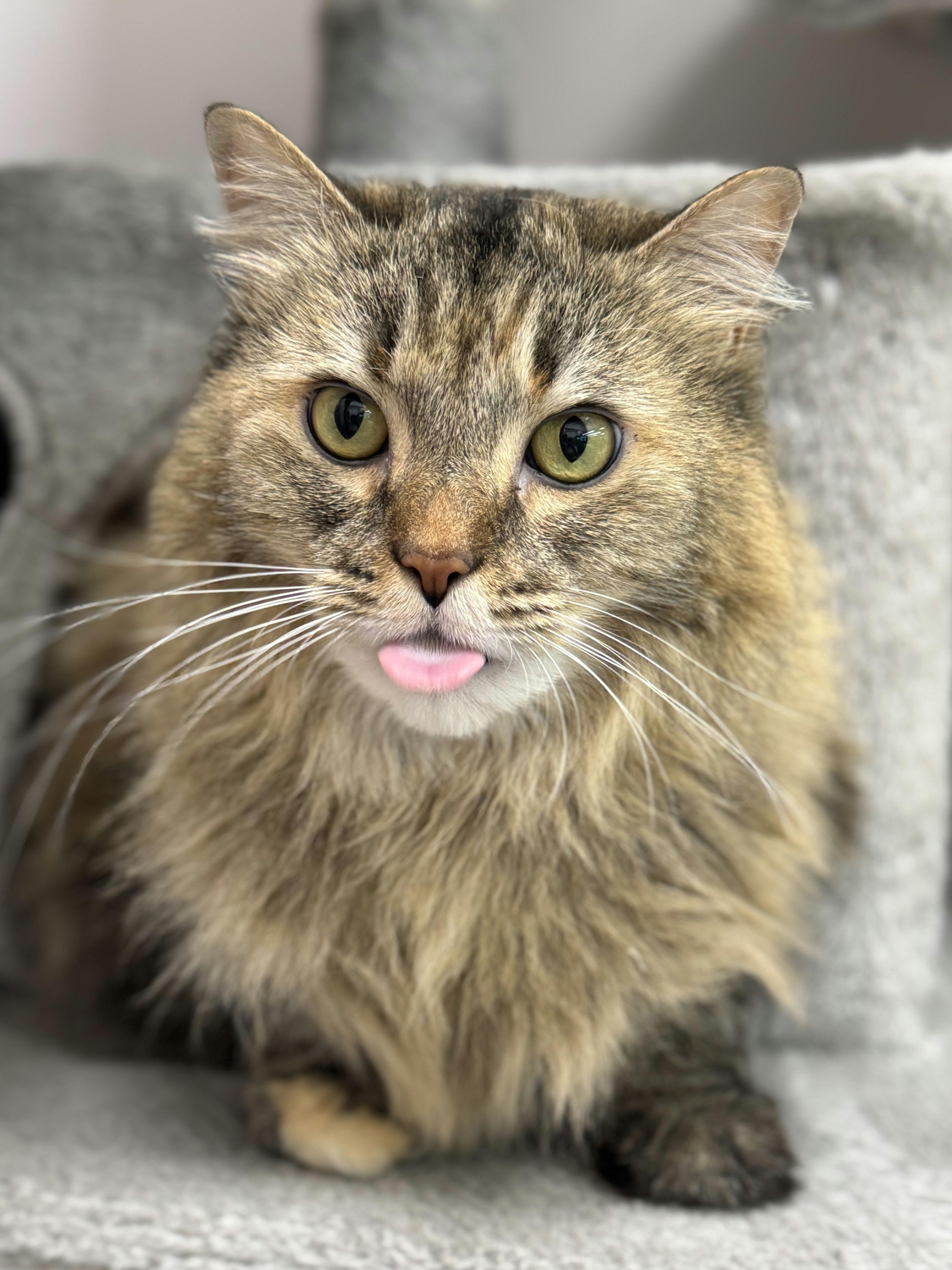 Jilly Boo, a ADOPTABLE Domestic Long Hair in Fairhope, AL image 1/2