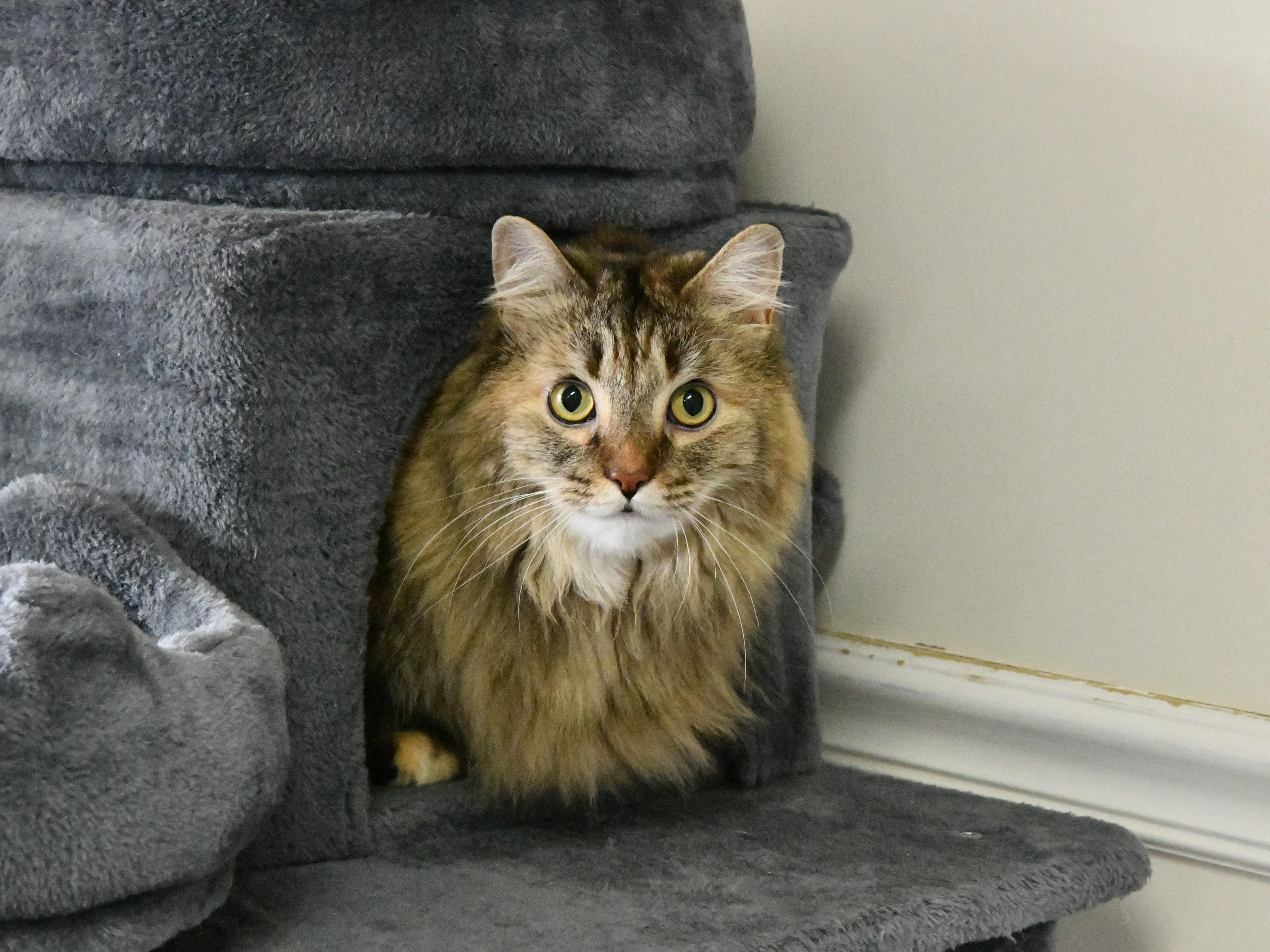 Enlarge Jilly Boo, a ADOPTABLE Domestic Long Hair in Fairhope, AL image 1/1
