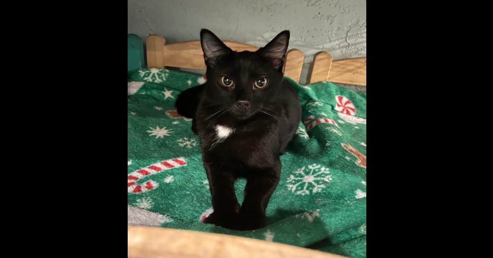 Sirius — thumbnail 3