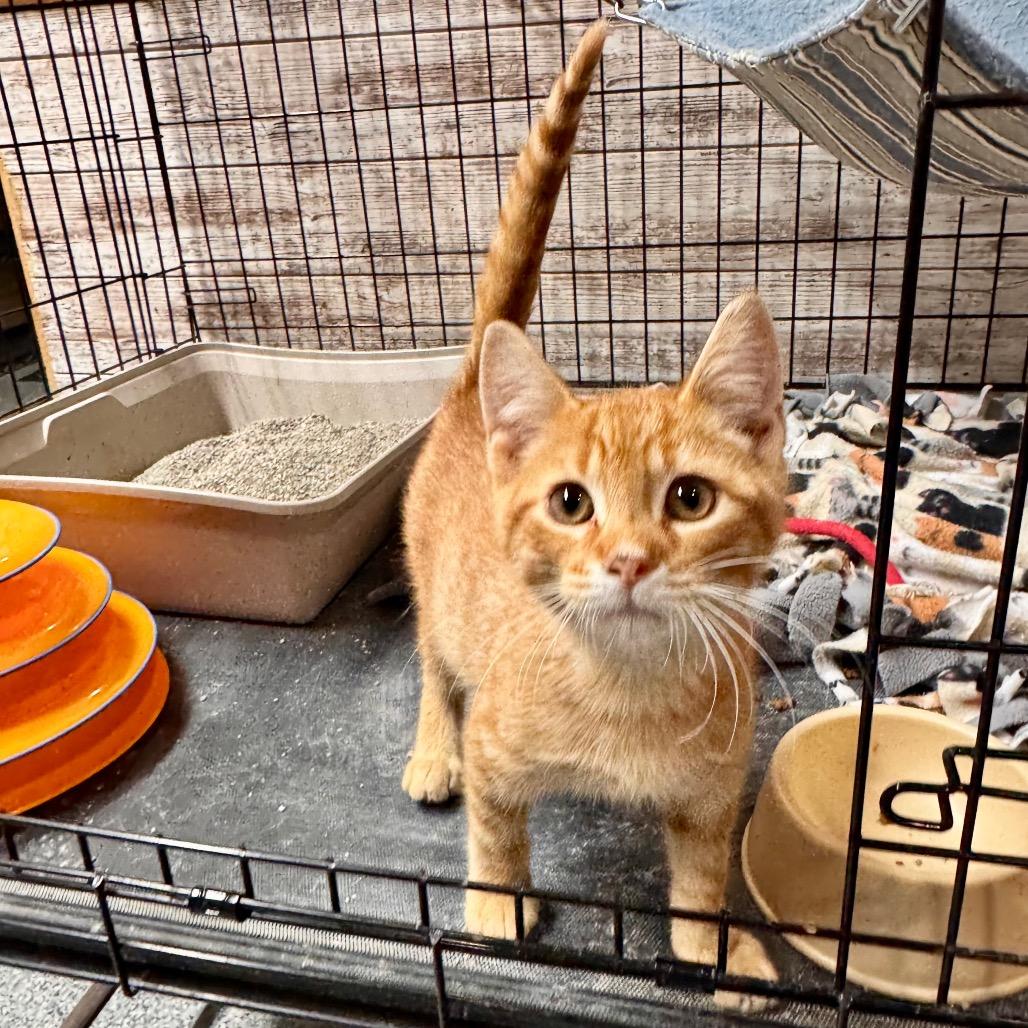 Enlarge Flame, a Adoptable Domestic Short Hair in Mondovi, WI image 2/3