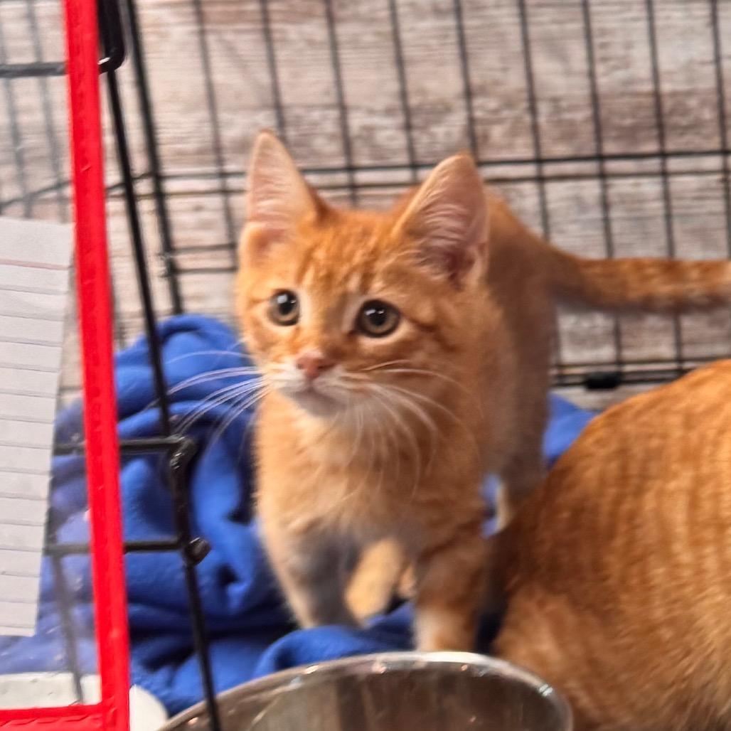 Enlarge Flame, a Adoptable Domestic Short Hair in Mondovi, WI image 3/3