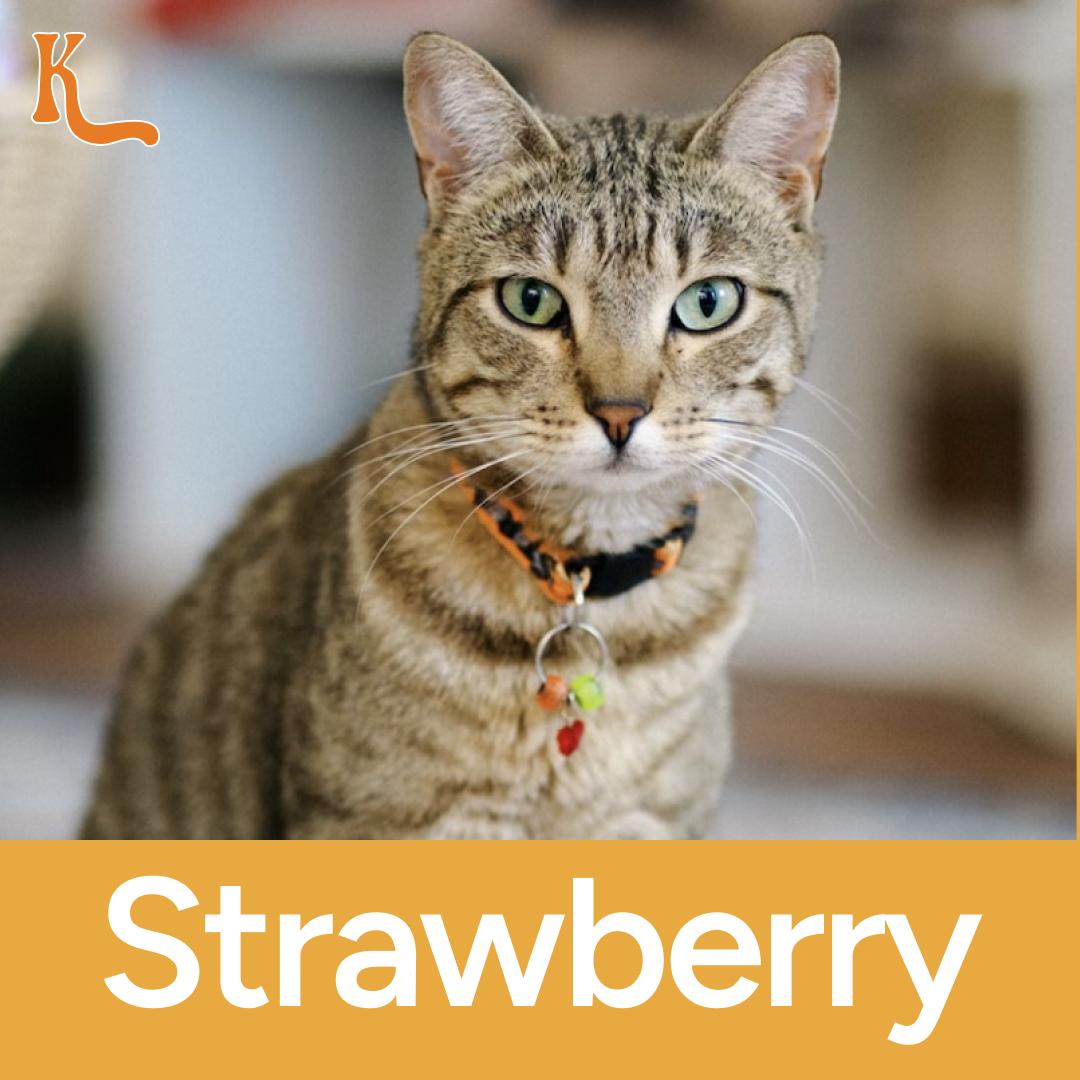Strawberry