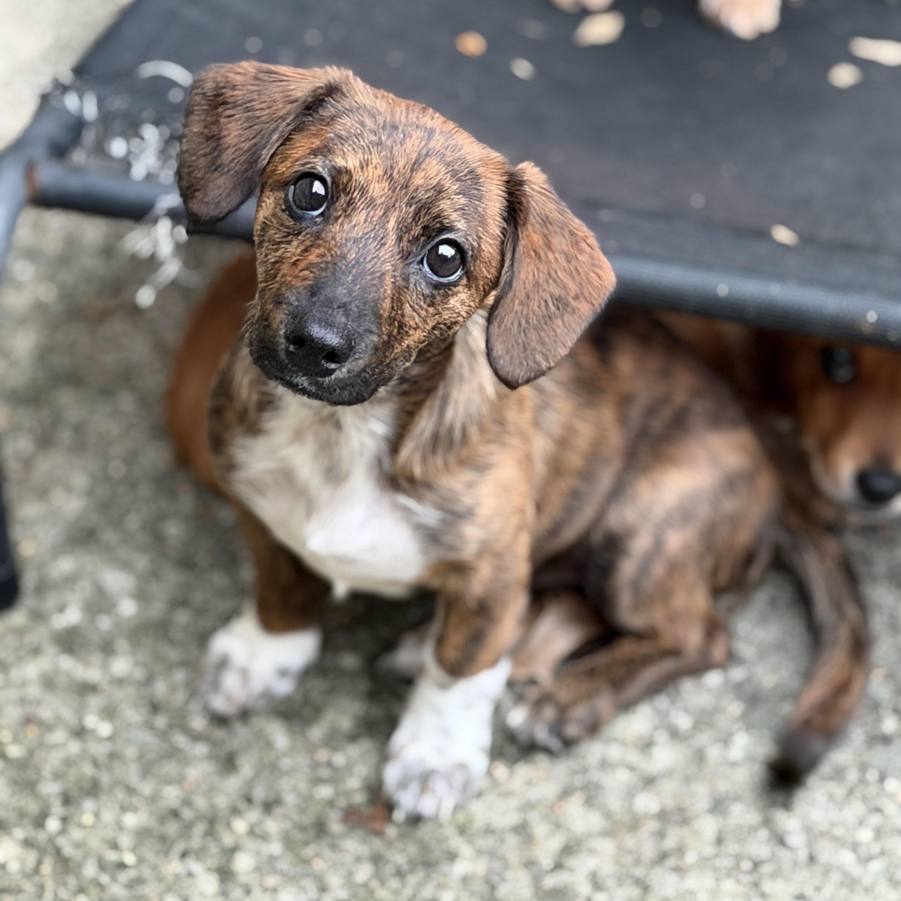 Dot, Adoptable, Puppy Female Chihuahua & Australian Cattle Dog / Blue Heeler.