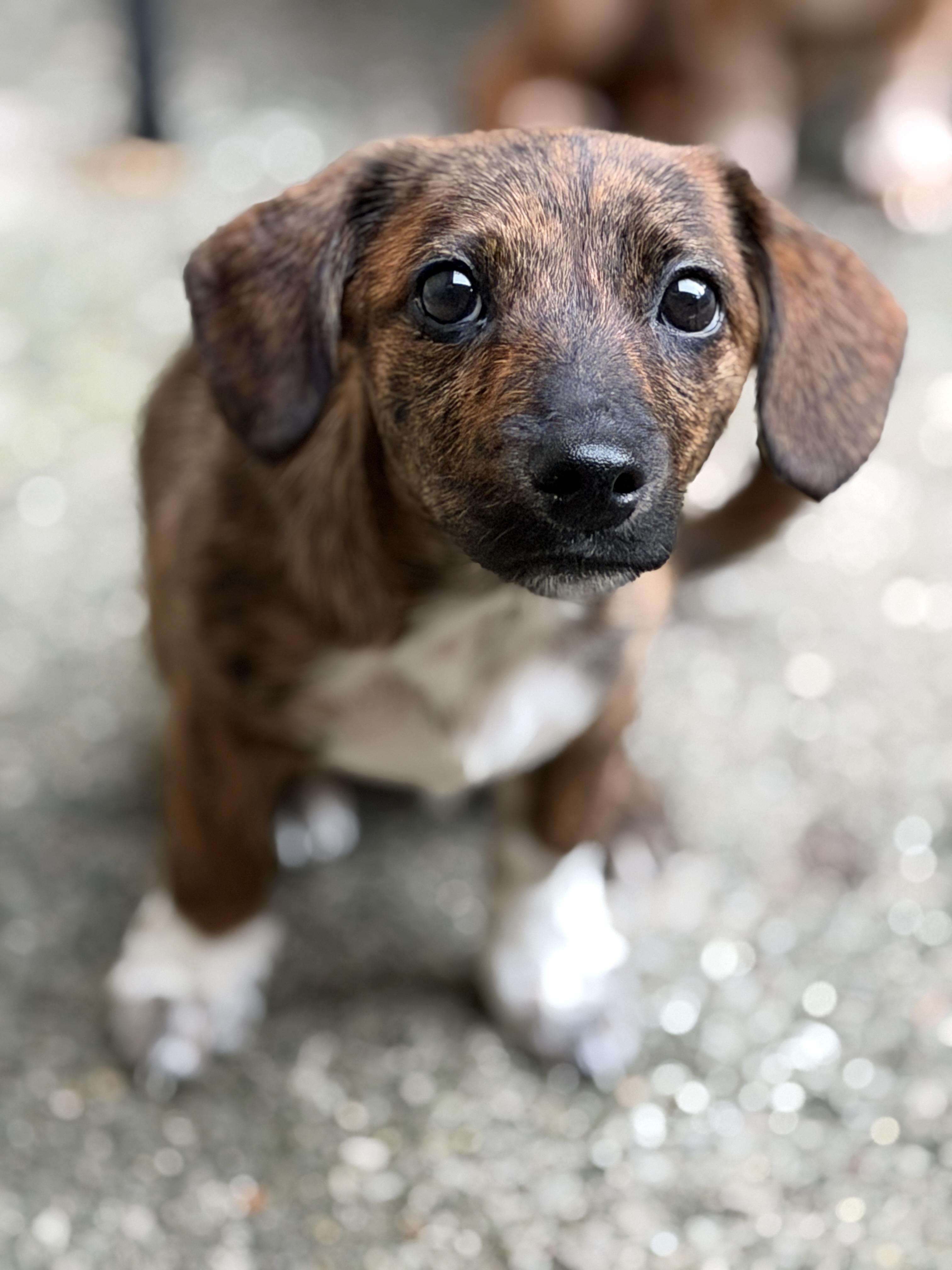 Enlarge Dot, a Adoptable mixed breed in Jeffersonville, IN image 2/4