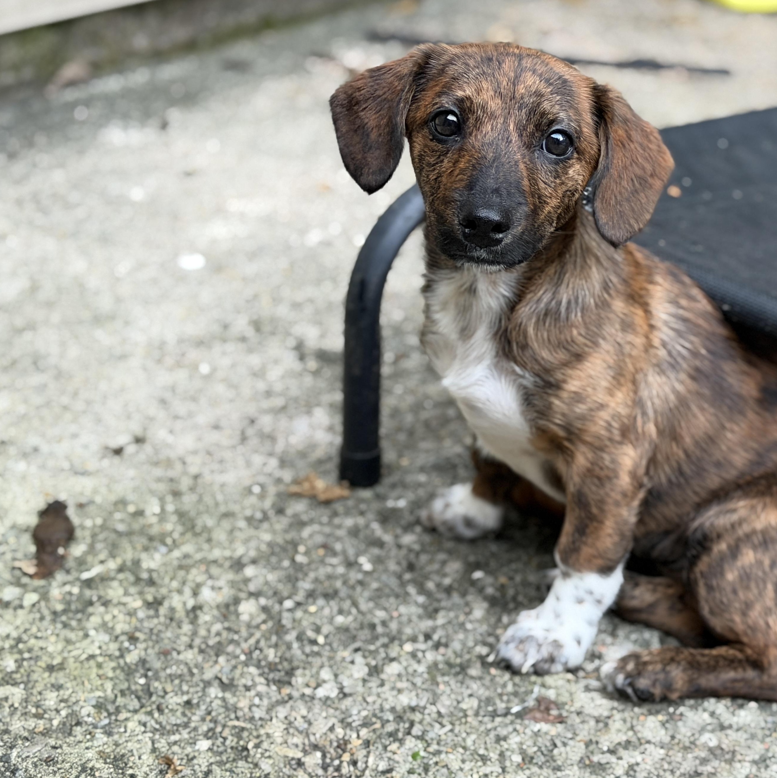 Enlarge Dot, a Adoptable mixed breed in Jeffersonville, IN image 3/4