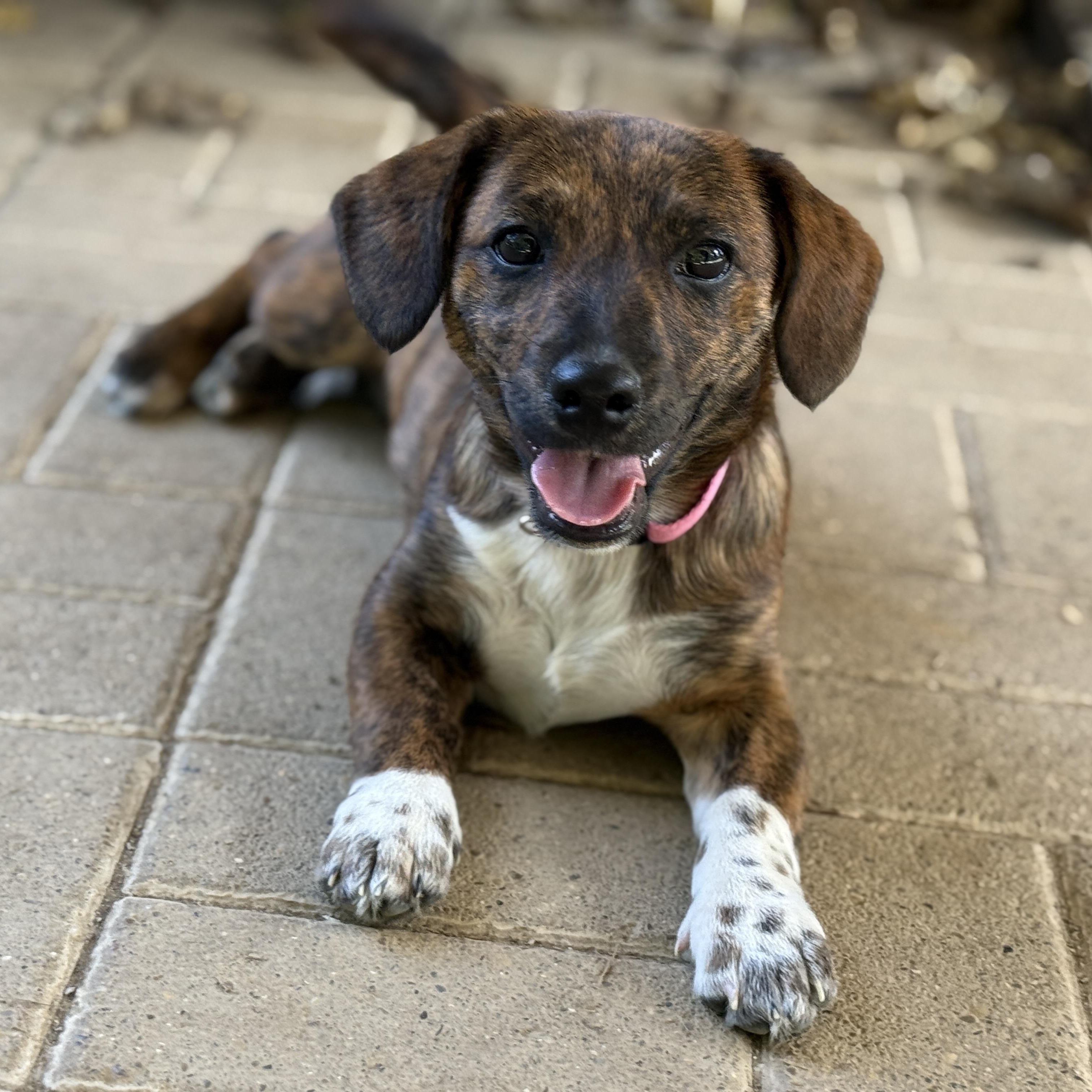Dot, Adoptable, Puppy Female Chihuahua & Australian Cattle Dog / Blue Heeler.