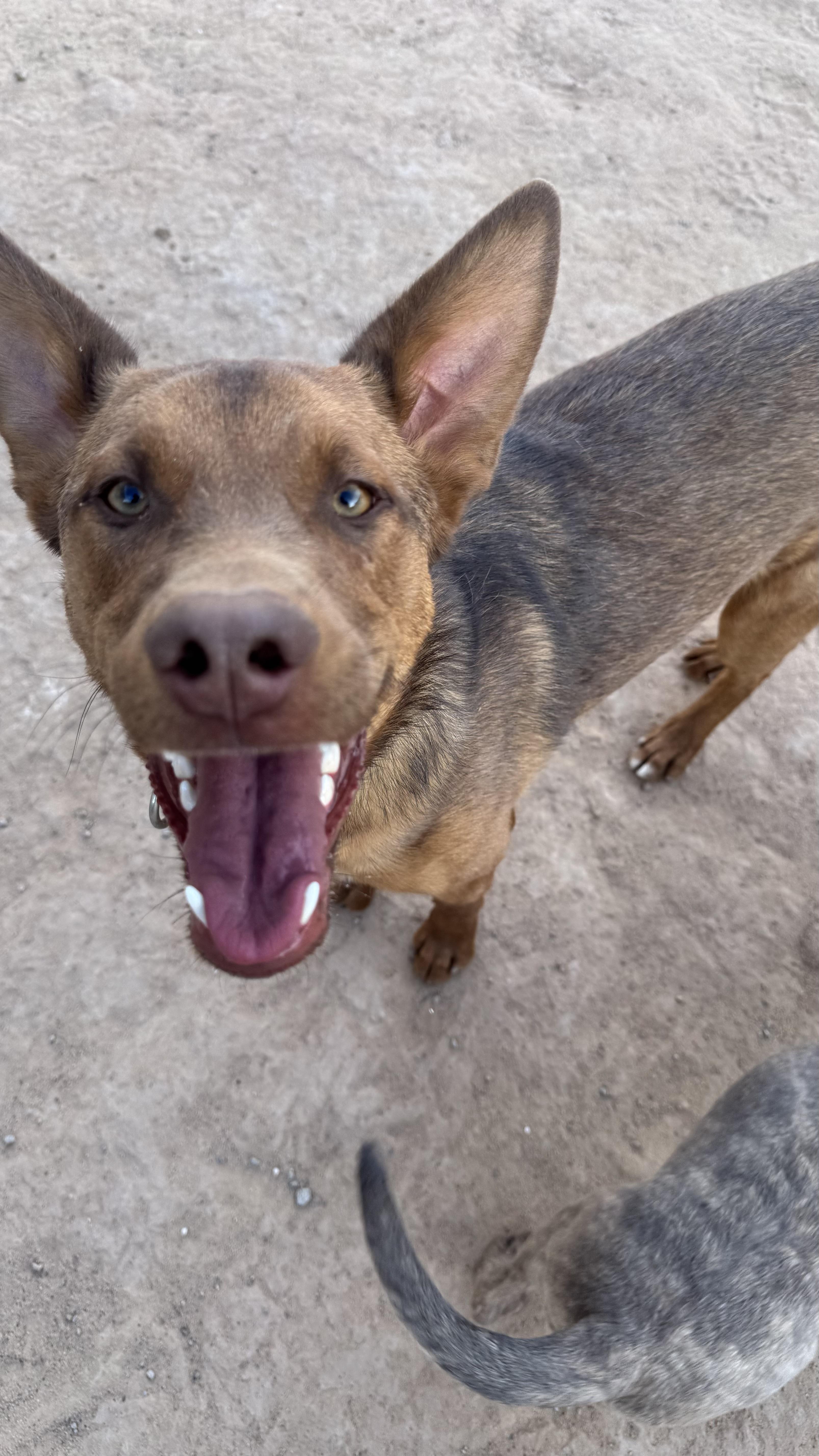 Enlarge Rick , a ADOPTABLE mixed breed in Rio Rancho, NM image 2/2