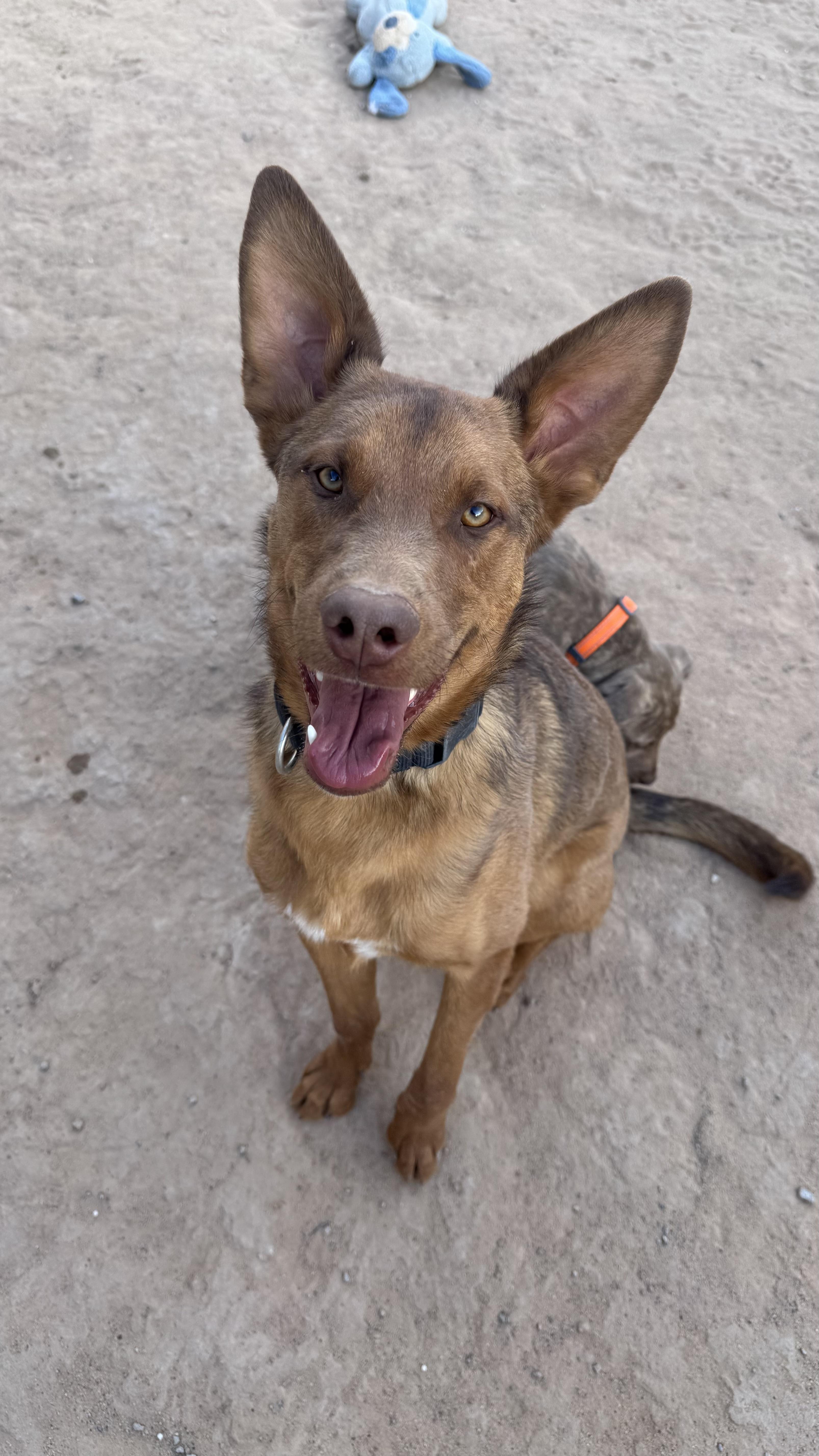 Rick , ADOPTABLE, Young Male Belgian Shepherd / Malinois.
