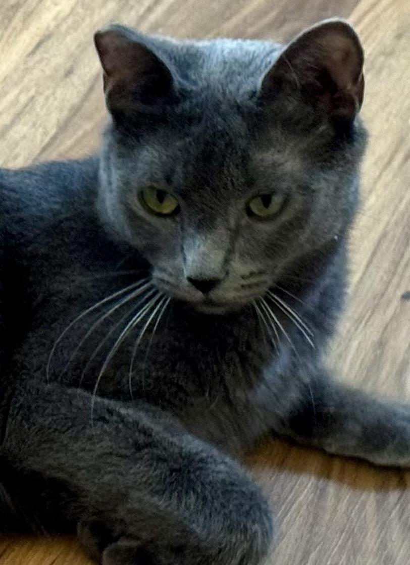 Sheba (gentle / low-key / chill)