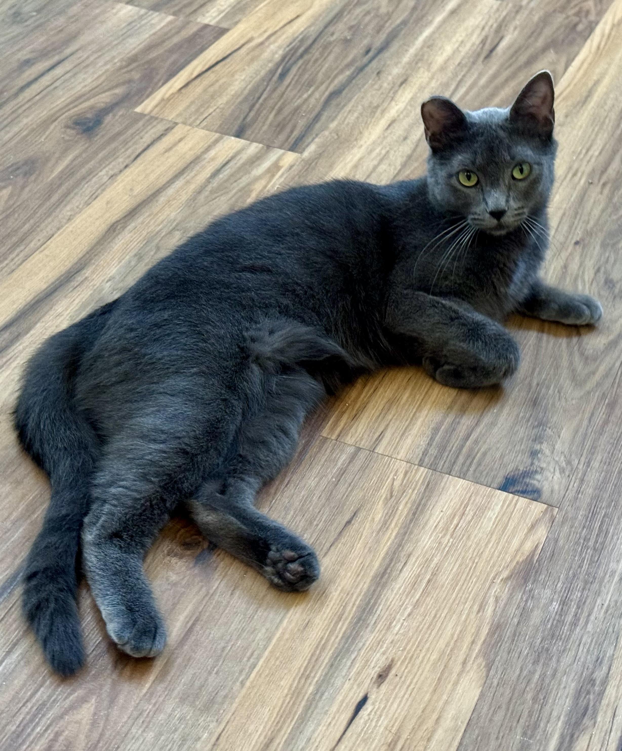 Sheba (gentle / low-key / chill), Adult Female unknown