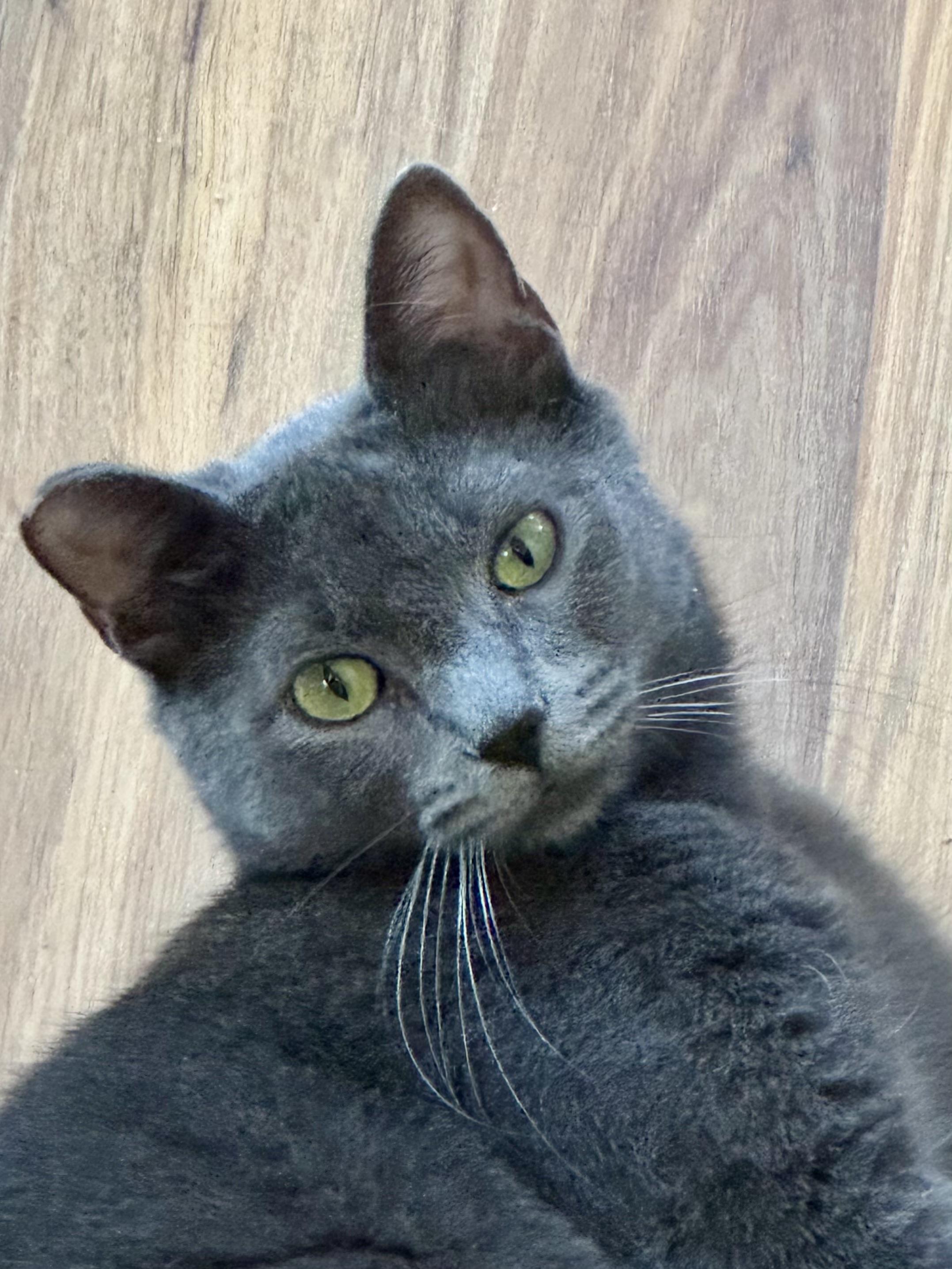 Sheba (gentle / low-key / chill)