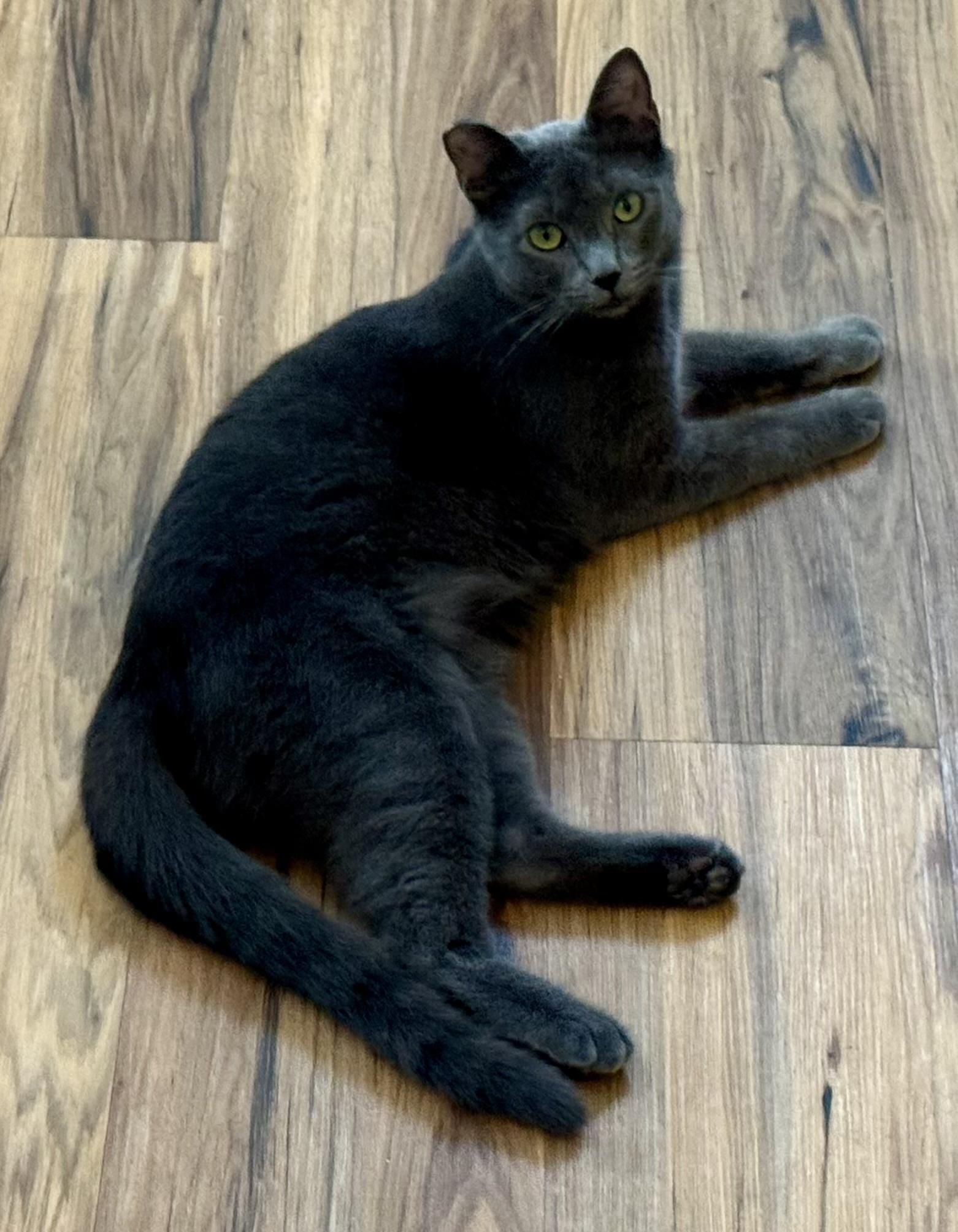 Sheba (gentle / low-key / chill)