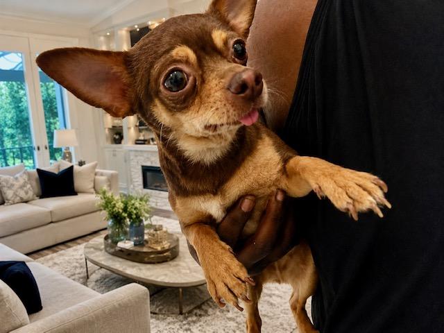 Enlarge Brook, a ADOPTABLE Chihuahua in Orlando, FL image 1/1