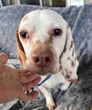 Elwood, adoptable, Young Male Beagle.