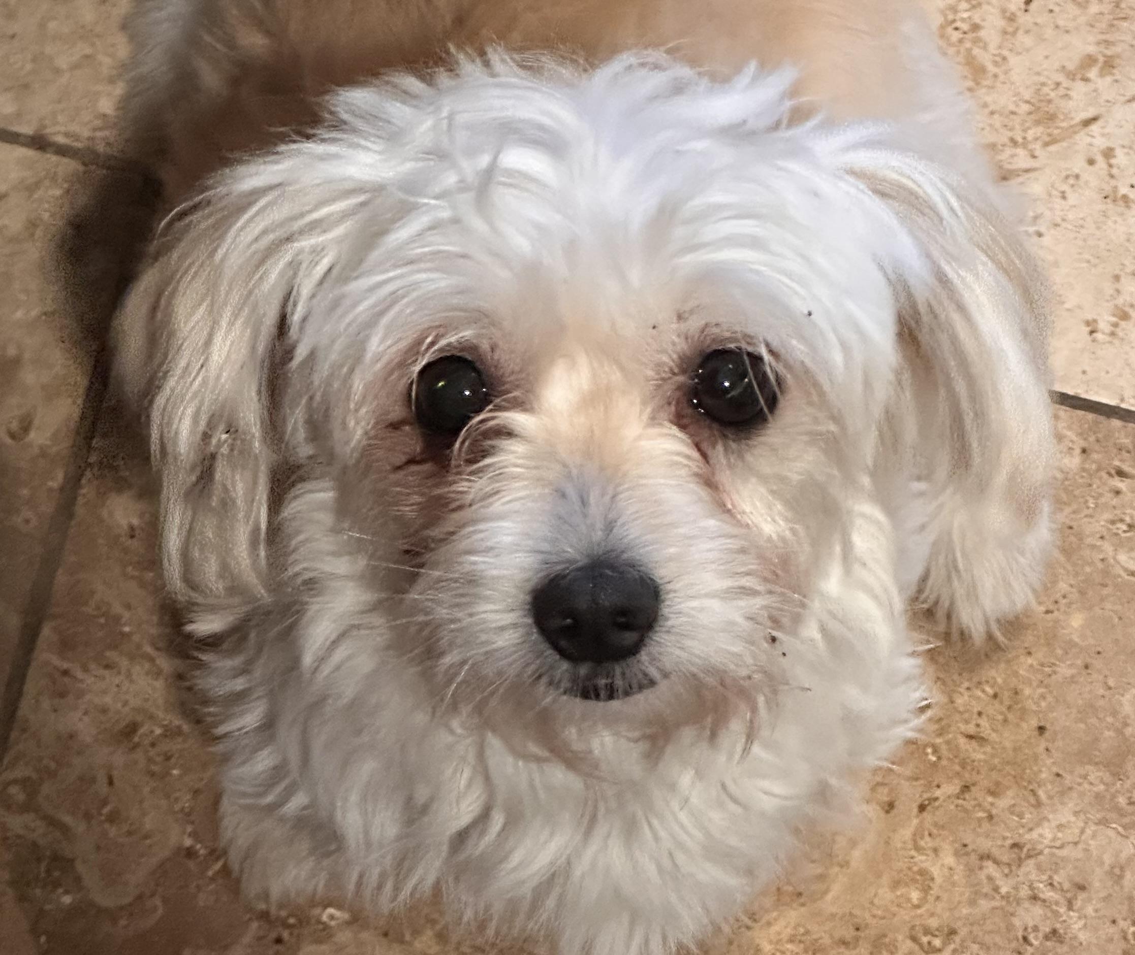 Enlarge Indy Girl, a Adoptable Maltese in Topanga, CA image 1/1