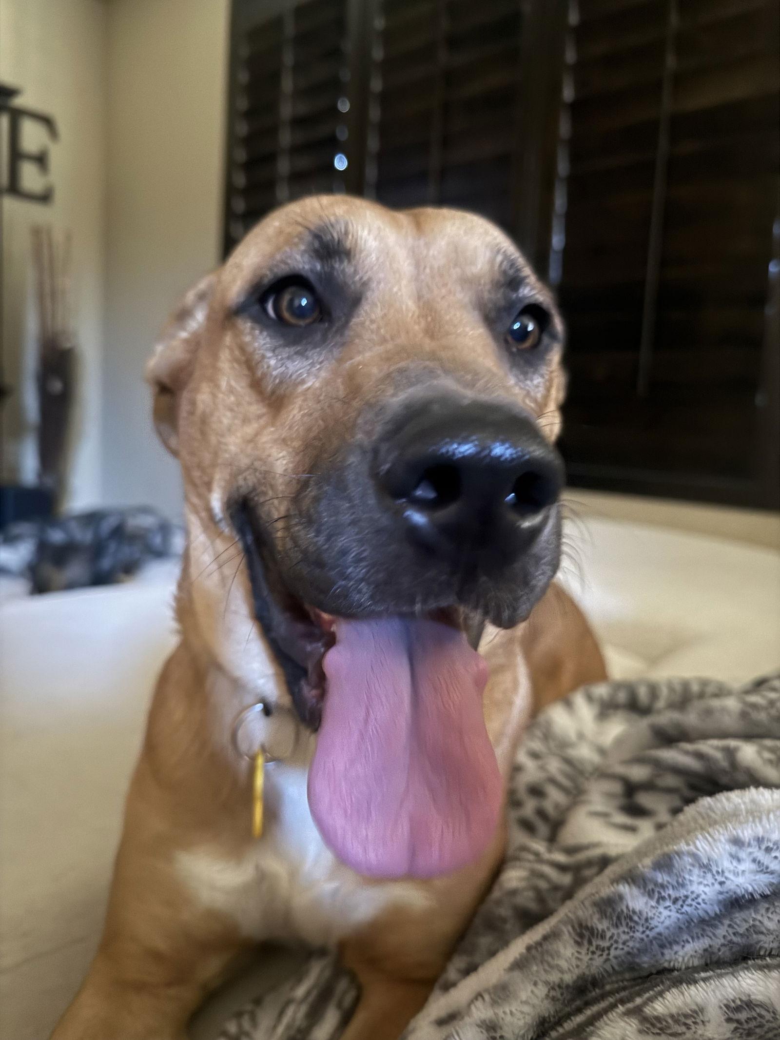 Nova Scotia, Adoptable, Adult Female Boxer.